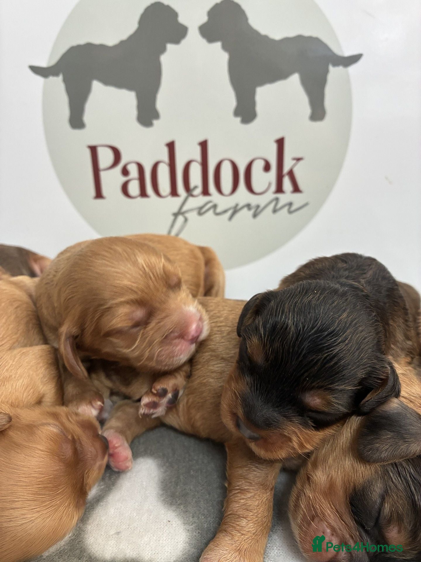 Cavapoo dogs 🌟 Beautiful litter of F1 Cavapoo puppies 🌟 - Advert 2
