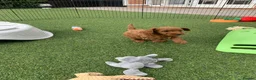 Cockapoo dogs for sale: Waiting List Open ** Due 30th May - Advert 23