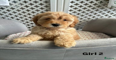 Cockapoo dogs - Advert 4