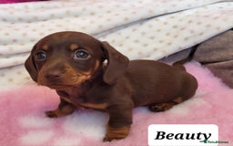 Miniature Dachshund dogs for sale: QUALITY MINIATURE DACHSHUND SMOOTH PUPS - Image 1
