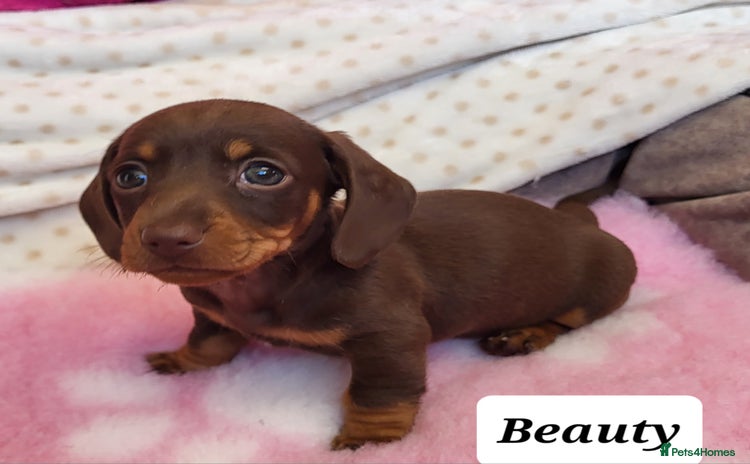 Miniature Dachshund dogs - Advert 7