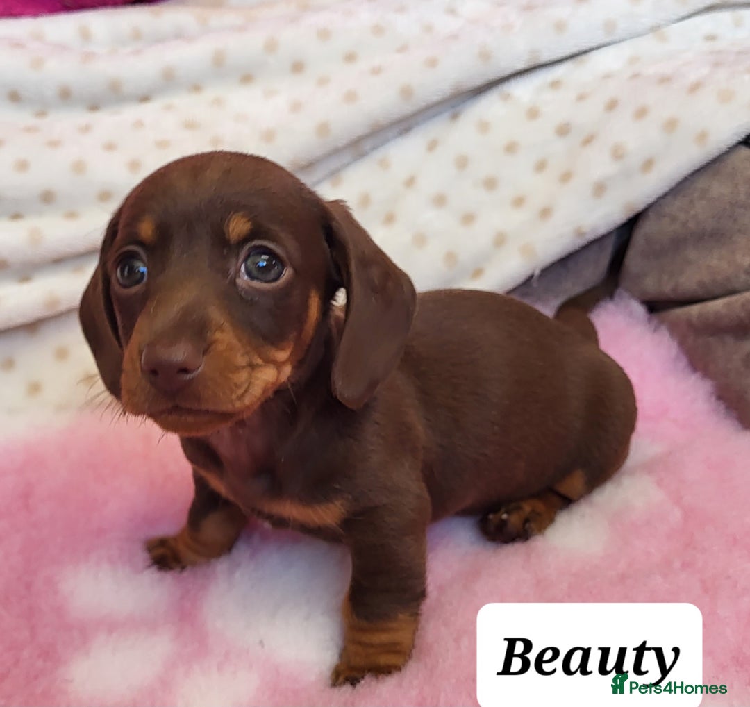 Miniature Dachshund dogs for sale: QUALITY MINIATURE DACHSHUND SMOOTH PUPS - Image 1
