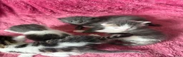 British Longhair cats for sale: 5 gorgeous kittens - Advert 6