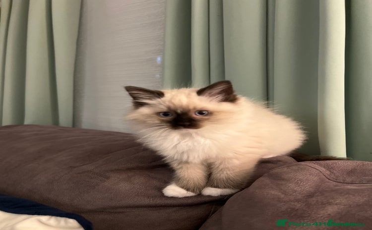 Ragdoll cats - Advert 2