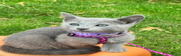 Russian Blue cats for sale: Very well socialised russian-Blues get urs now - Advert 5