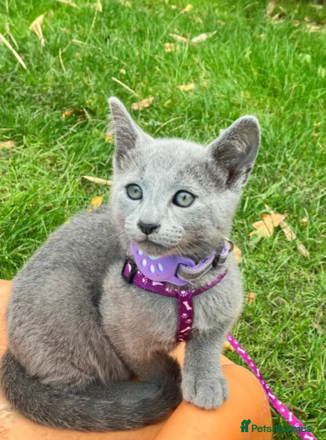Russian Blue cats for sale: Very well socialised russian-Blues get urs now - Advert 5