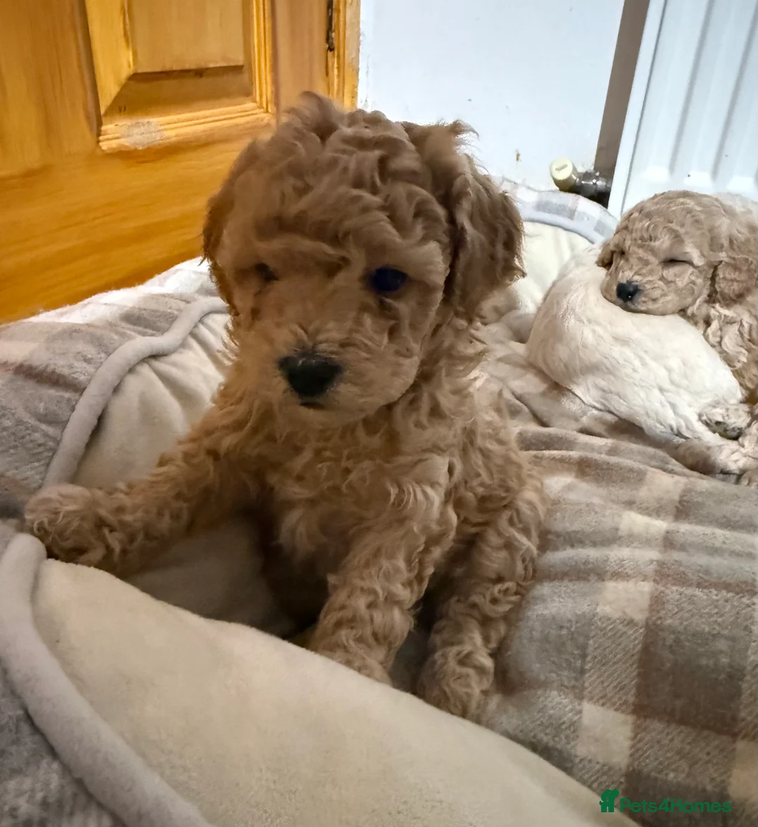 Maltipoo dogs for sale: Ready this week 🧸 - Advert 33