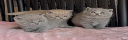 British Shorthair cats for sale: Beautiful Pedigree BSH kittens for sale  - Advert 26