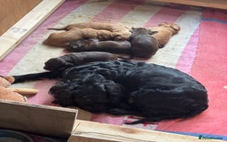Sprocker dogs for sale: Beautiful, Loveable Spaniels For Sale - Image 16