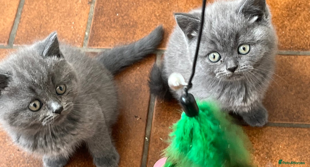 British Shorthair cats for sale: Gorgeous British shorthaired kittens - Image 7
