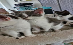 Mixed Breed cats for sale: READY NOW  - Image 6
