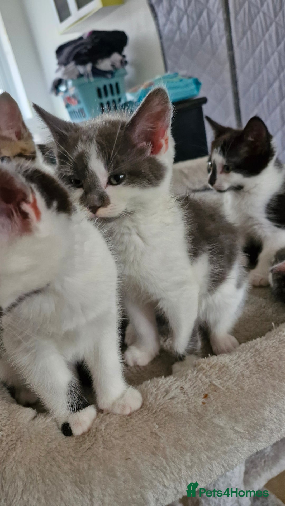 Mixed Breed cats for sale: READY NOW  - Image 6