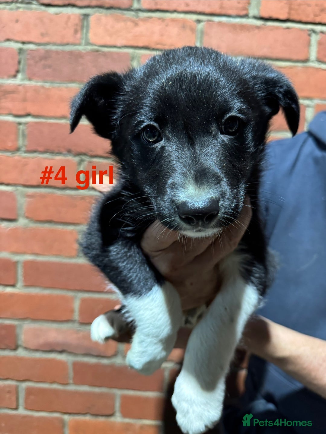 Border Collie dogs for sale: Bouncing border collies - Advert 5