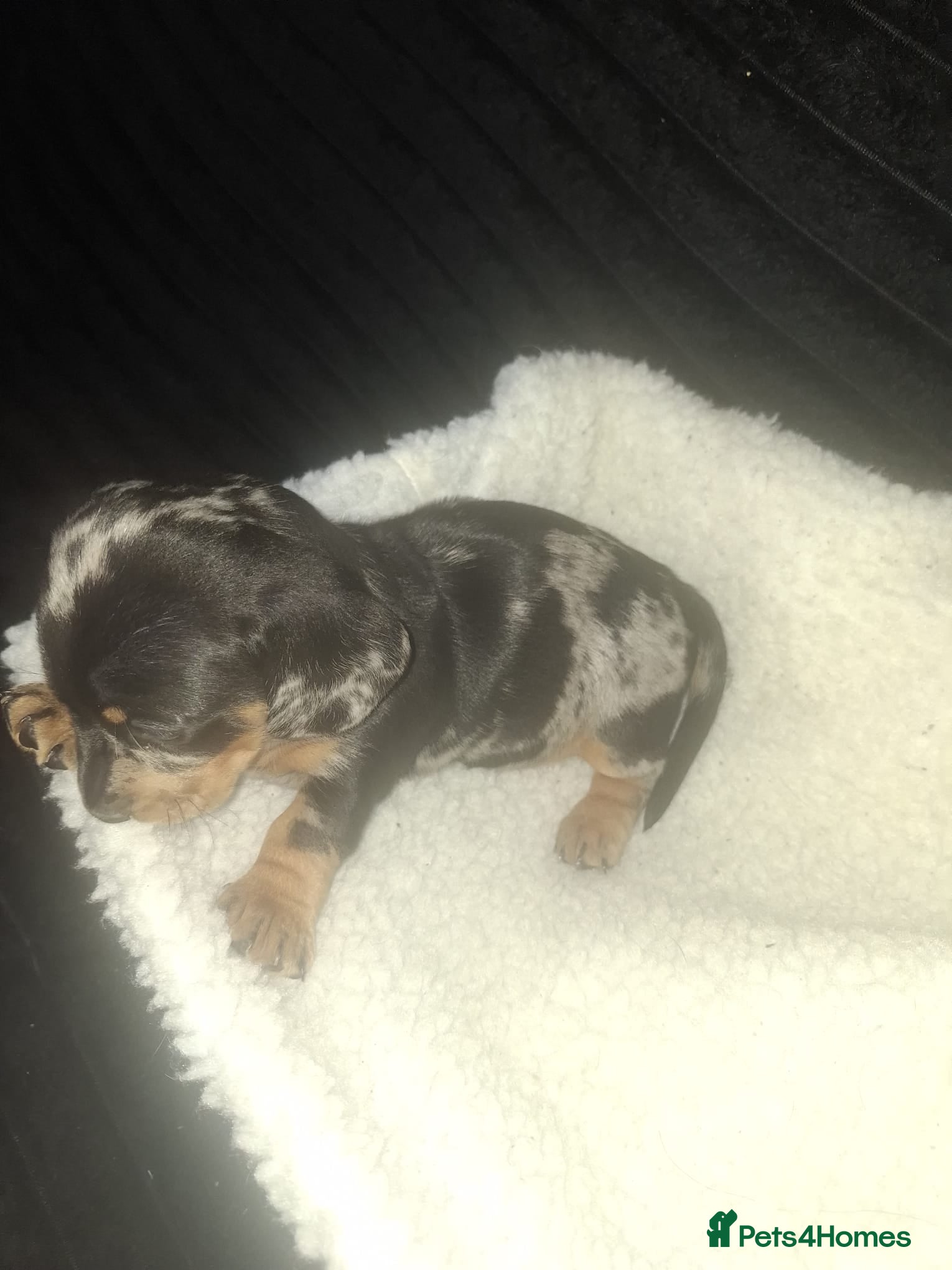 Dachshund dogs Dachshund puppys - Advert 15