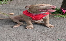 American Bully dogs for sale: American Bully 4 Months Old A Sweetheart  in Stonehouse - Image 7