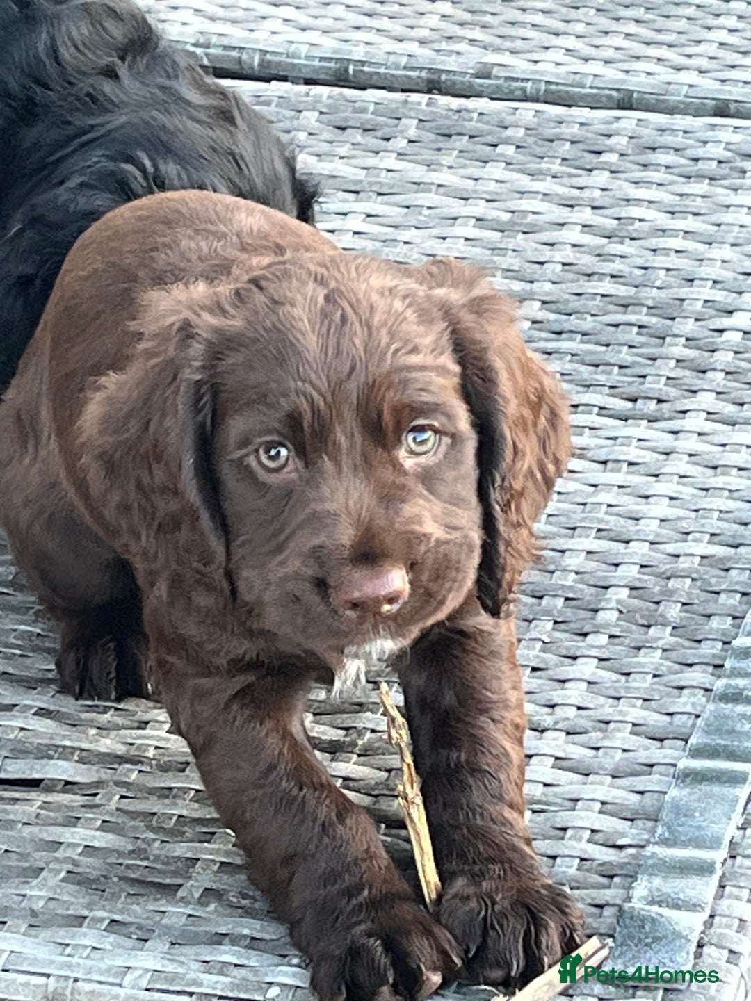 Cocker Spaniel dogs for sale: Wonderful cocker spaniel puppies for sale  - Advert 3