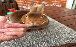 Rex rabbits for sale: Stunning Purebred Black Otter & Cinammon mini rex  - Image 8