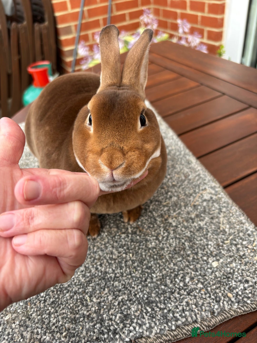 Rex rabbits for sale: Stunning Purebred Black Otter & Cinammon mini rex  - Image 8