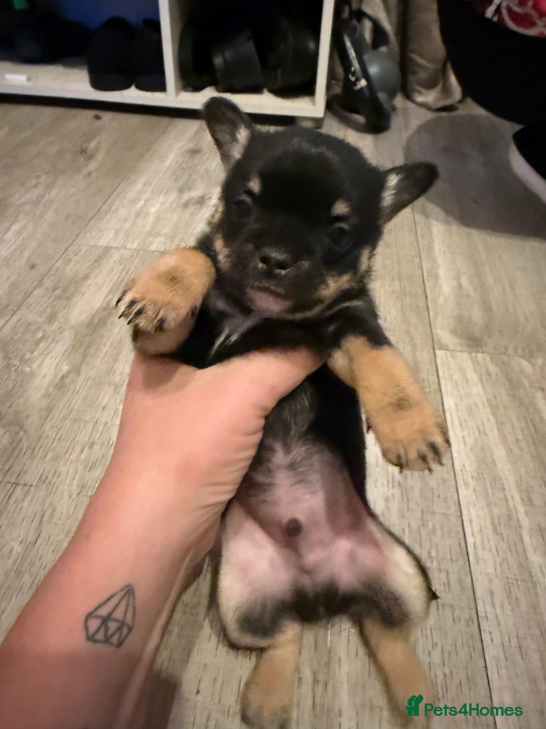 Mixed Breed dogs for sale: French Pom puppies  - Advert 6