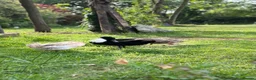 Ducks poultry for sale: Pingu: Lovesick Runner Drake Needs Fresh Start - Advert 4