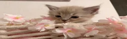 Ragdoll cats for sale: 10 Stunning Ragdoll Kittens available 🐾 in Henfield - Advert 4
