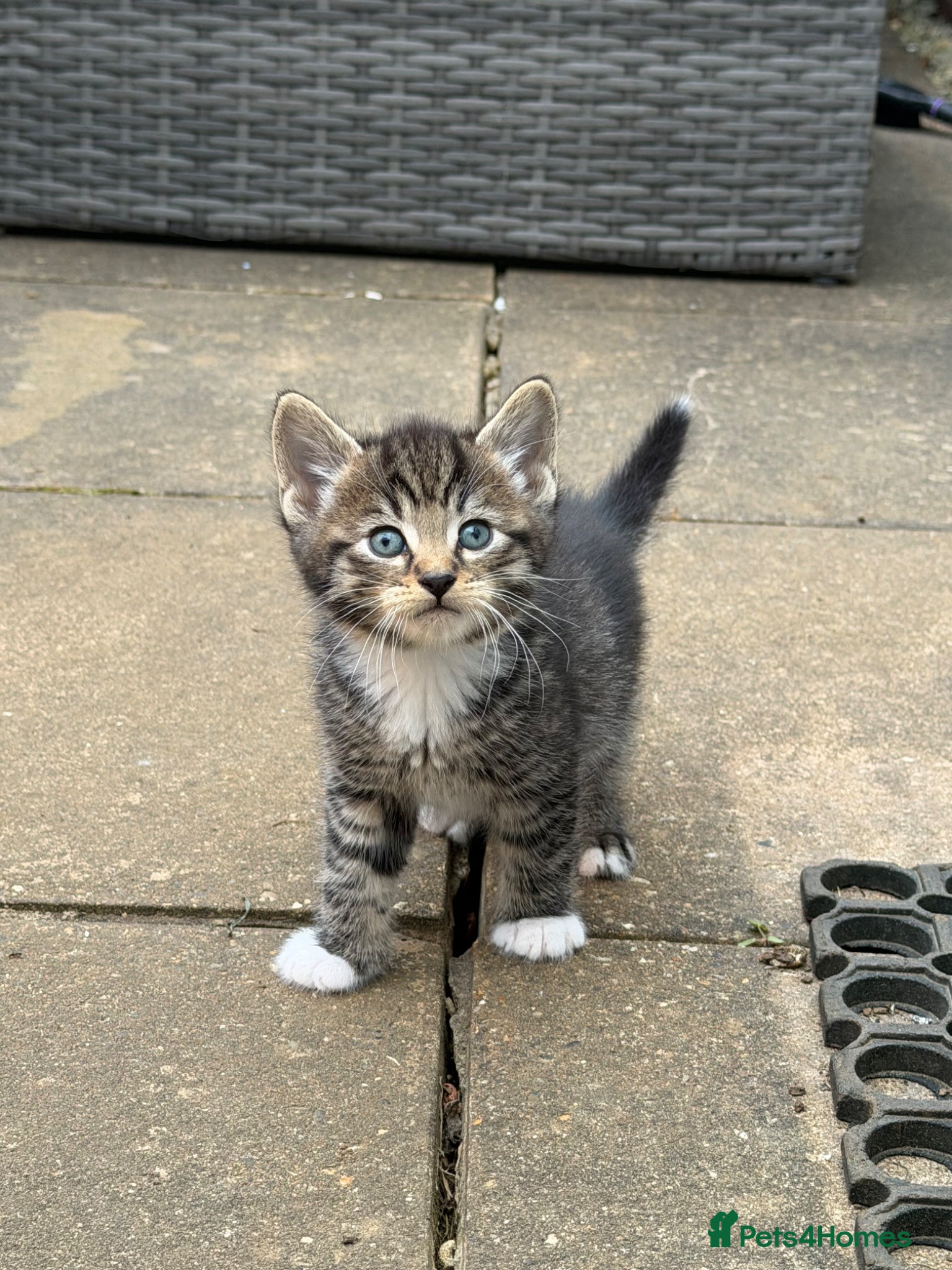 Mixed Breed cats Domestic Tabby babies  - Advert 9