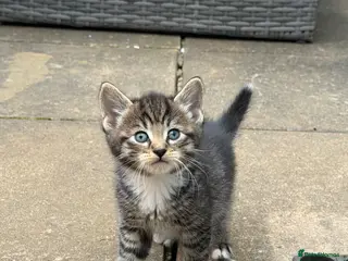 Mixed Breed cats Domestic Tabby babies - Advert 1