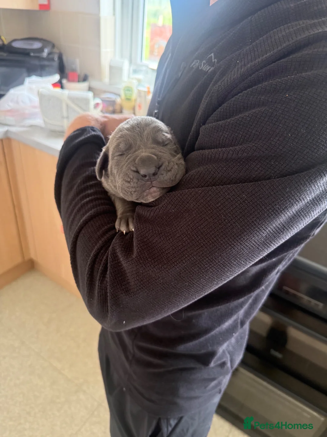 Cane Corso dogs for sale: 2 beautiful chunky cane corso male puppies  in Frizington - Advert 2
