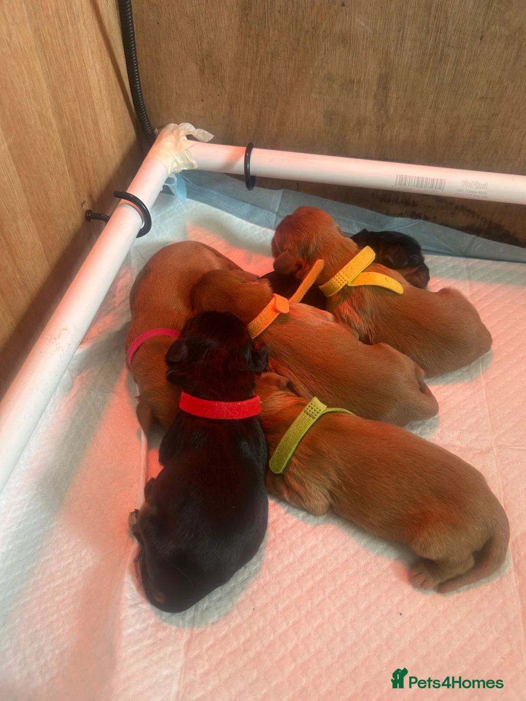 Cavalier King Charles Spaniel dogs for sale: Cavalier King Charles spaniel puppies in Berwick-upon-Tweed - Advert 15