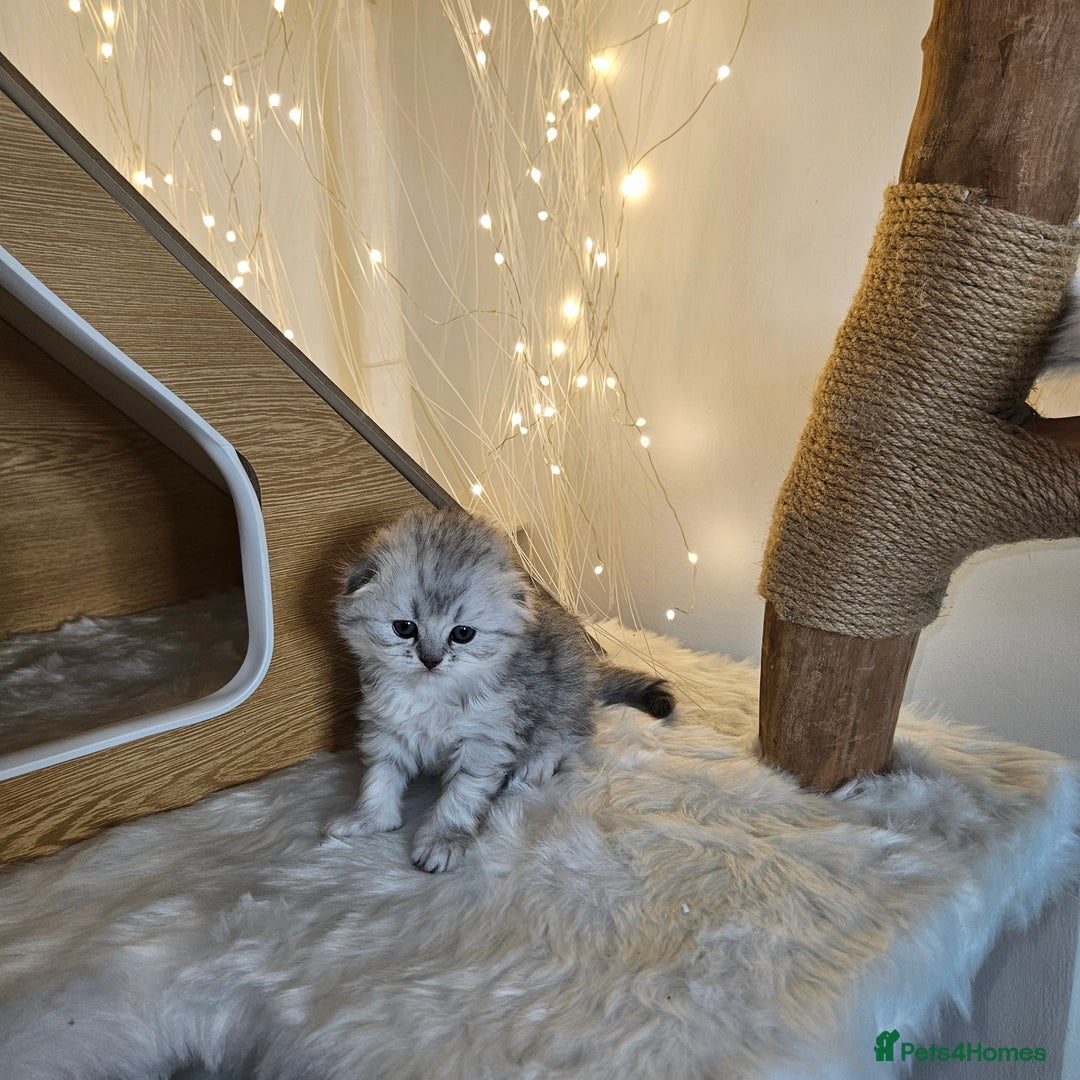 Scottish Fold cats for sale: TICA Scottish fold show quilty kittenss london  - Advert 5