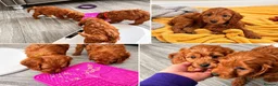Cockapoo dogs for sale: RED SHOW COCKAPOO PRA CLEAR in Coalville - Advert 1