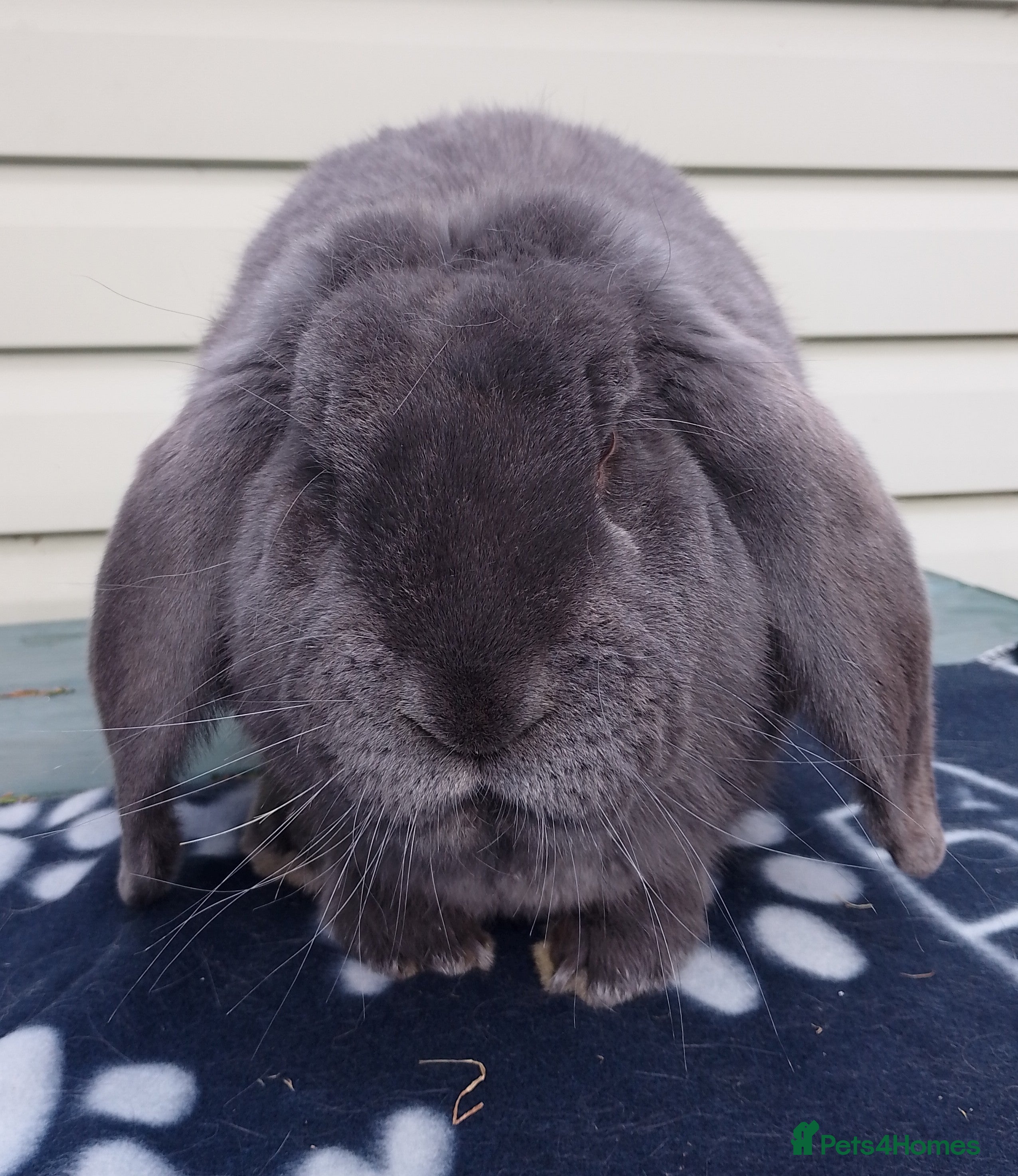 French Lop rabbits Young Male French Lop - Advert 9