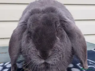 French Lop rabbits Young Male French Lop - Advert 1