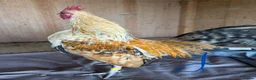 Chickens poultry for sale: Serama hen and cockerel pairs  - Advert 9
