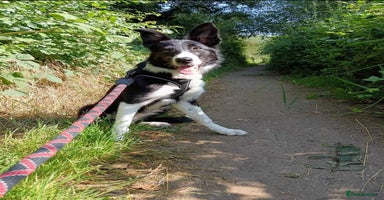 Border Collie dogs - Advert 9