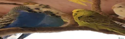 Budgerigars birds for sale: Budgies  in Sleaford - Advert 11