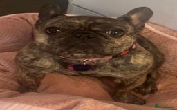 French Bulldog dogs for sale: Beautiful female Frenchie  - Image 7