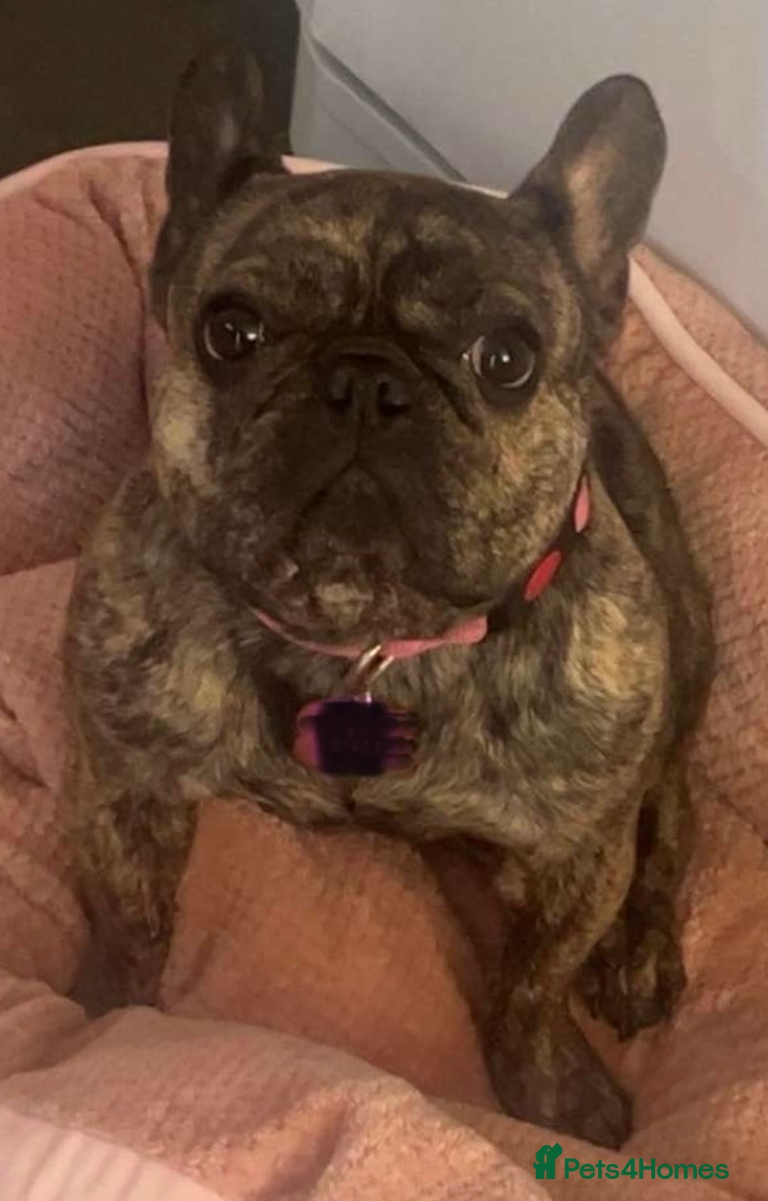 French Bulldog dogs for sale: Beautiful female Frenchie  - Image 7