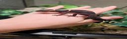 Gecko reptiles for sale: Chinese Cave Gecko and Exo Terra enclosure - Advert 3