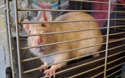 Rat rodents for sale: Friendly Rats - Image 1
