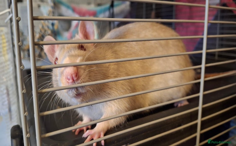 Rat rodents - Advert 14