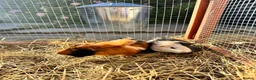 Guinea Pig rodents for sale: Baby sows guinea pigs  - Advert 4