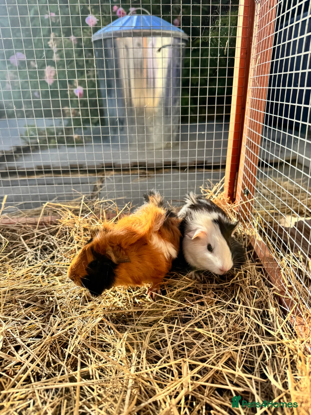 Guinea Pig rodents for sale: Baby sows guinea pigs  - Advert 4