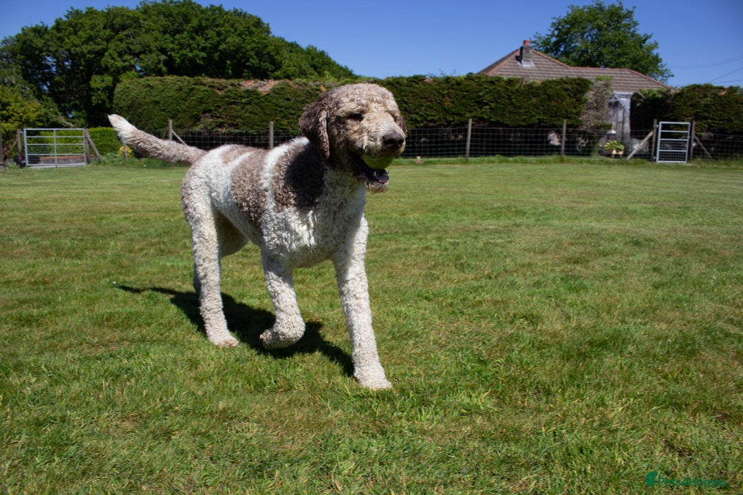 Labradoodle dogs for stud: Labradoodle Stud - Image 5