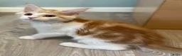 Maine Coon cats for sale: GCCF pedigree Male Maine Coon kittens  - Advert 7