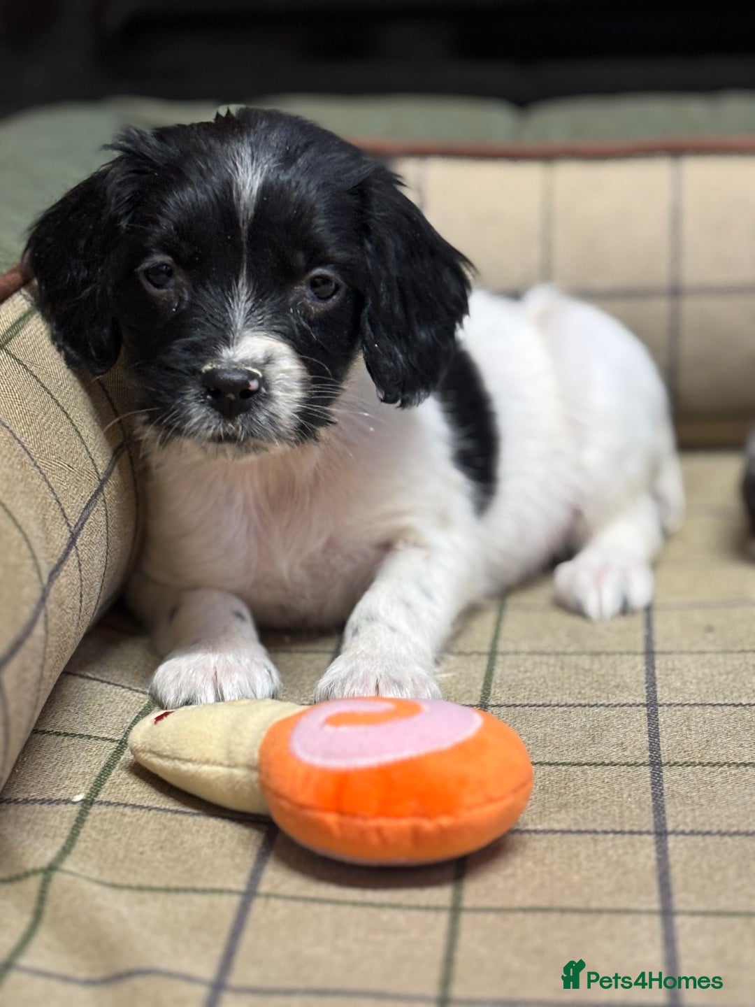 English Springer Spaniel dogs for sale: KC Springer Spaniel  - Advert 8