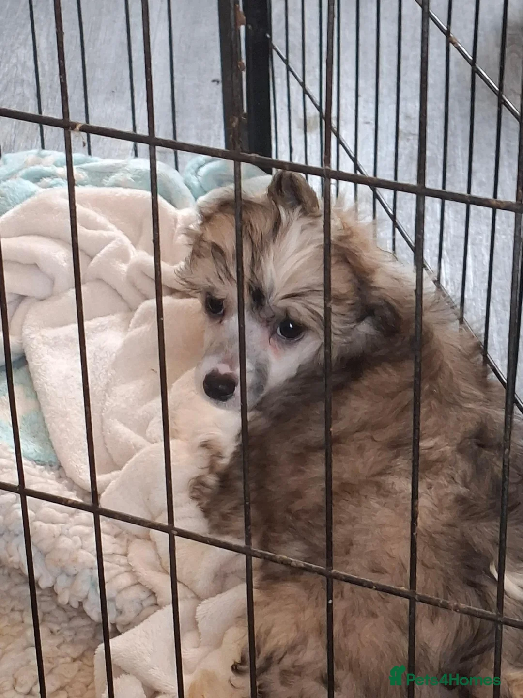 Chinese Crested dogs for sale: Chinese crested bitches in Stockton-on-Tees - Advert 1