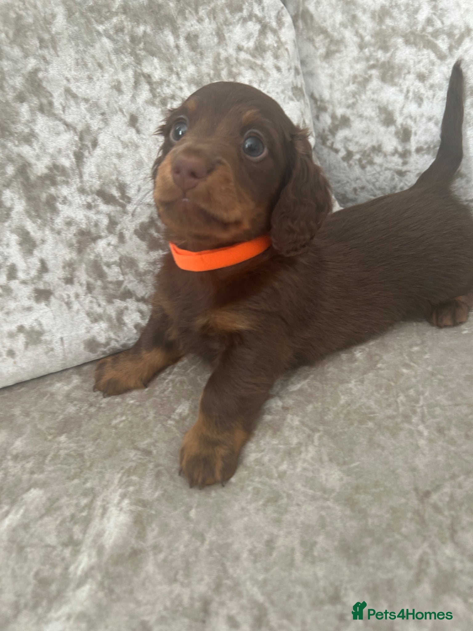 Miniature Dachshund dogs Long hair miniature dachshund puppies  - Advert 2