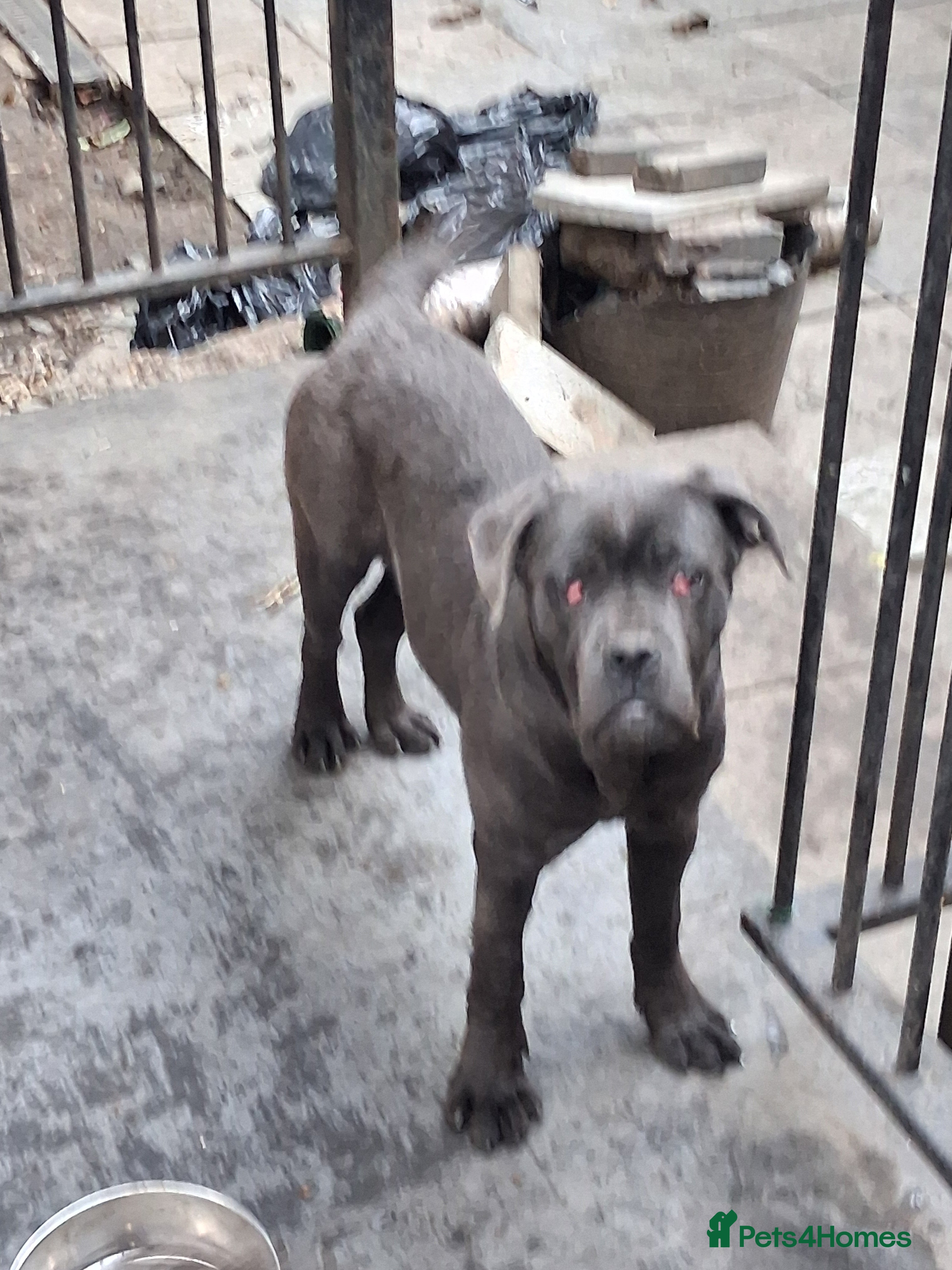 Cane Corso dogs Blue cane corso pup - Advert 18