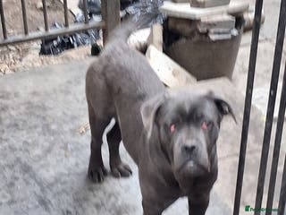 Cane Corso dogs Blue cane corso pup - Advert 18